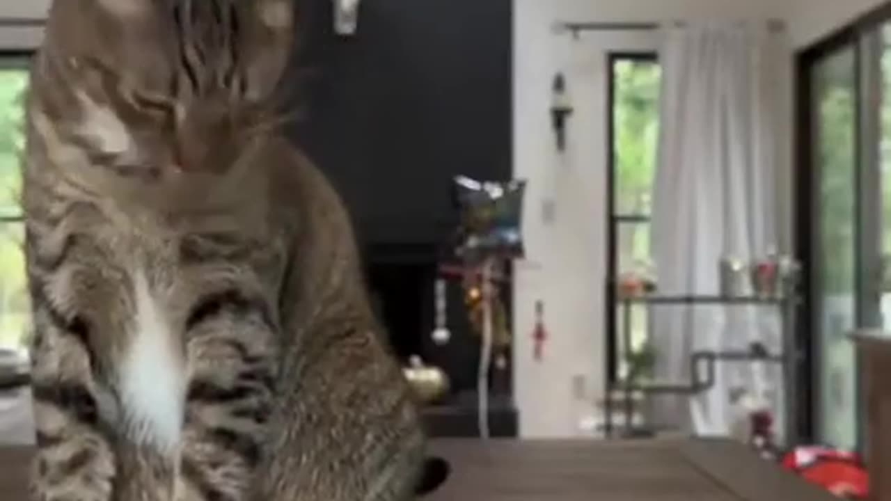 funny cat video
