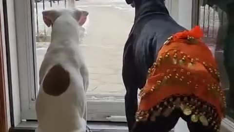 two dogs dancing you’ll laugh out loud! 🐶😂