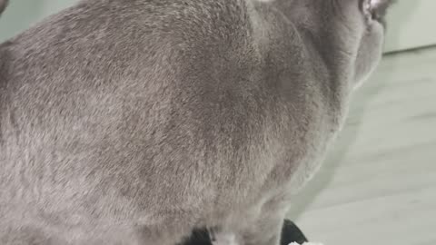 My Cat Wait on