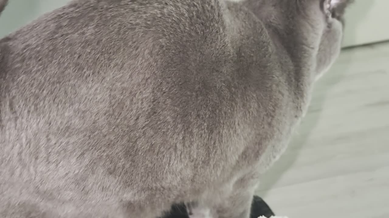 My Cat Wait on