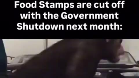 This is the USA when the EBT Food stamps get shut off in November