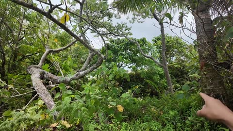 Visitors TALK, Members WALK. THE SCIENCE OF EDEN [AUG 3 FULL 3hr VIDEO] Philippines Edenology 101
