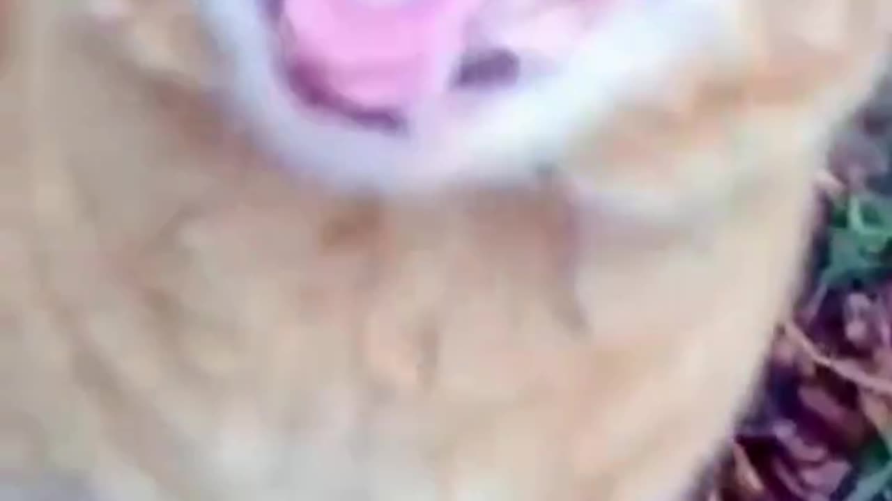 Cute funny cat for cats lover