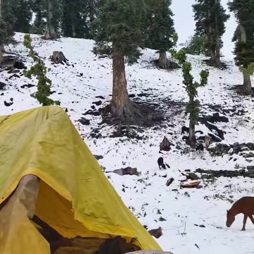 Warwan Sukhani ♥️♥️