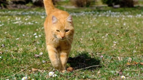 This is going VIRAL: #cats | Asmr | Sensual dance | News