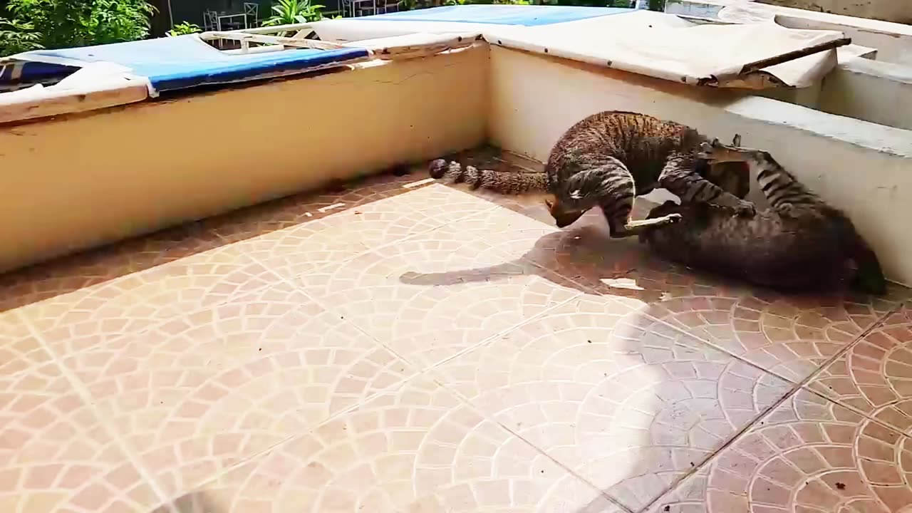 The cat funny video ,#cat fighting very ,#Interesting.