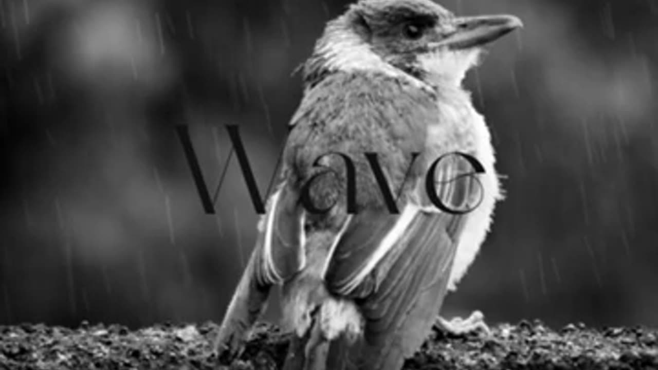 Rain Waves | Season 3: Episode 7 | In Town with Birds
