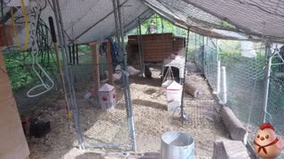 Chicken Live Stream