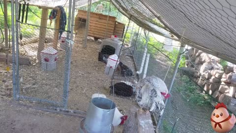 Chicken Live Stream