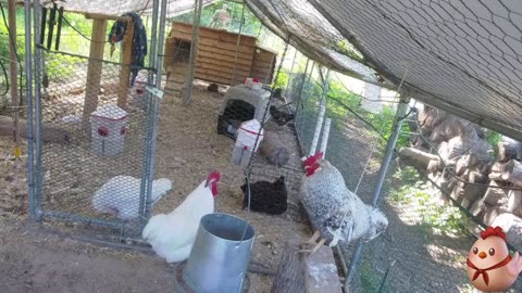 Chicken Live Stream