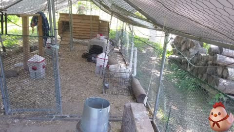 Chicken Live Stream