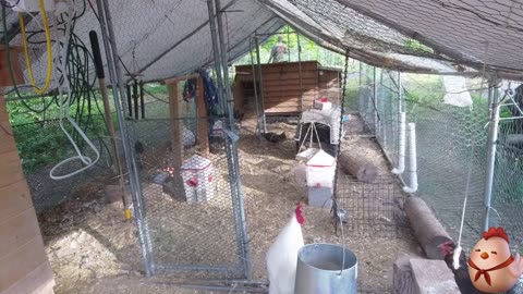 Chicken Live Stream