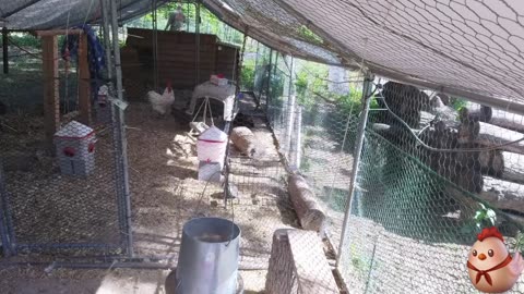 Chicken Live Stream
