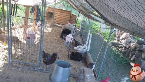Chicken Live Stream