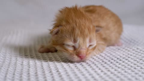 Newborn cat on a white blanket