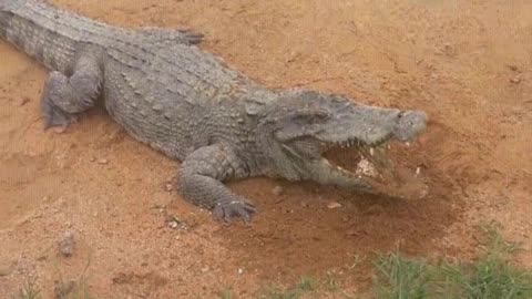 The day when the crocodile eats dirt