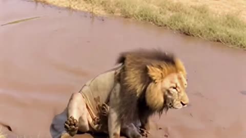 He picked the wrong fight... Wait for the landing