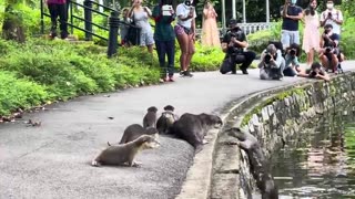 Nervous Otter Pups Get Swimming Lesson