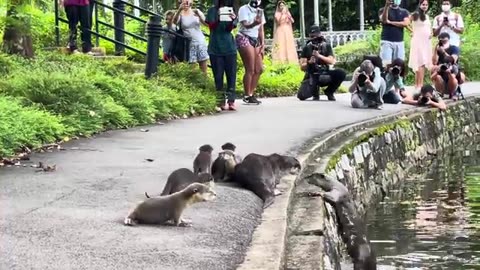 Nervous Otter Pups Get Swimming Lesson