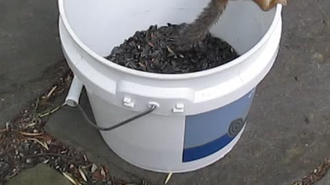 Chippy in a Bucket of seeds