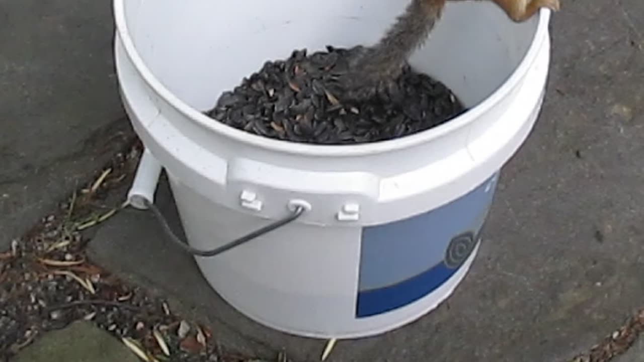 Chippy in a Bucket of seeds