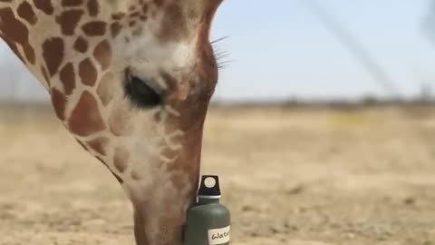 giraffe vs elephant fight for water#giraffe #giraffevselephant #elephant #shorts