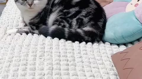 Cats & Dogs