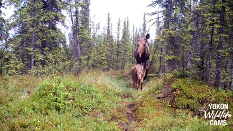 Six month Yukon wildlife compilation