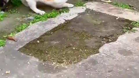 Amazing cat skills