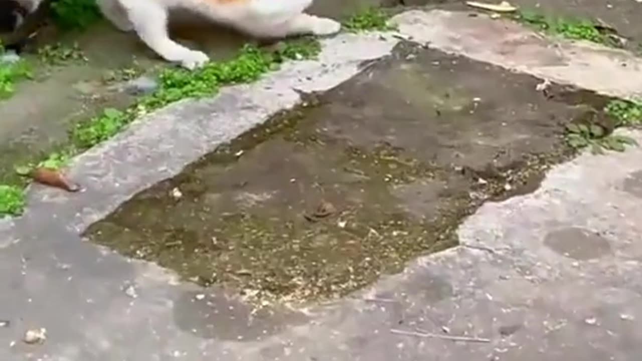 Amazing cat skills