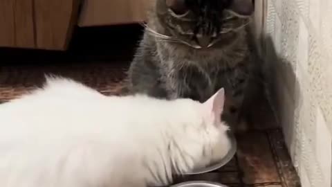 😂🍴 The Most Creative (and Hilarious) Dinner Invitation Ever! | FunFM
