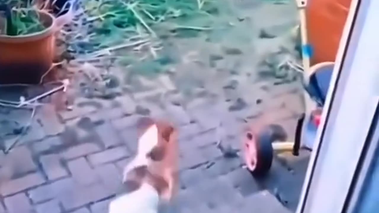 Funny Pets #13