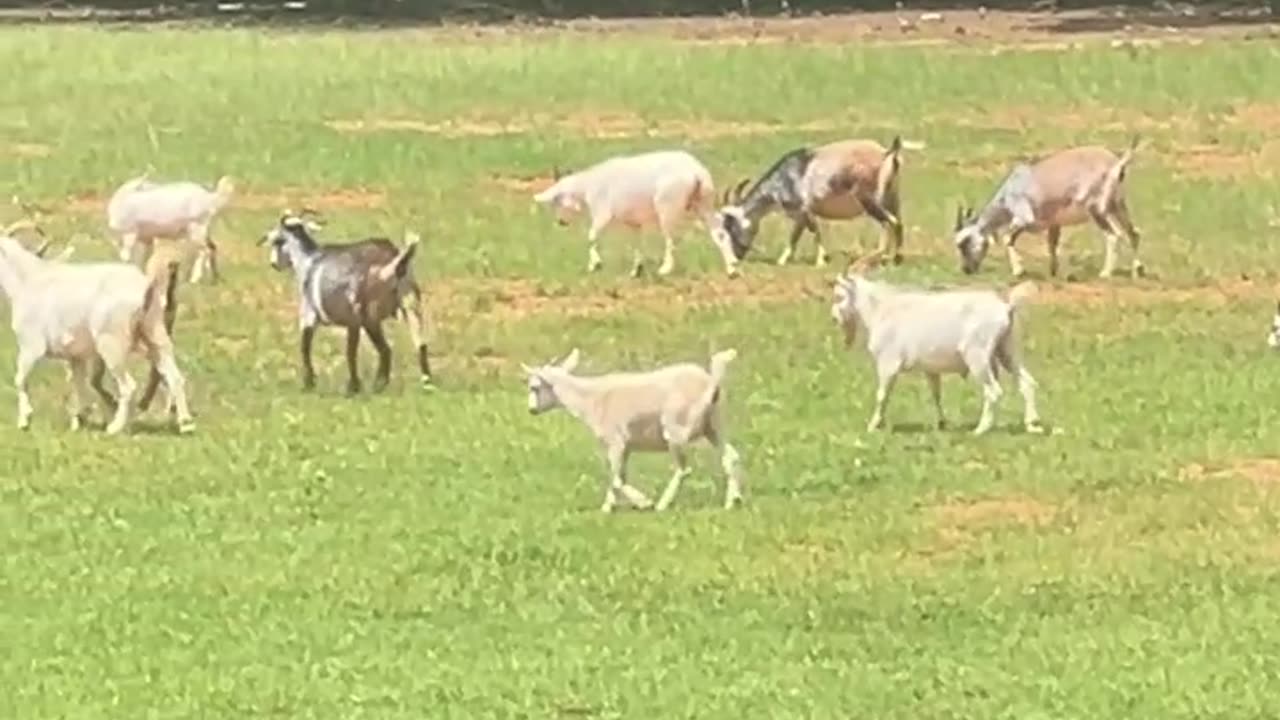 It's a Goat thang, You Wouldn't Understand!!