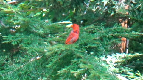 Cardinal
