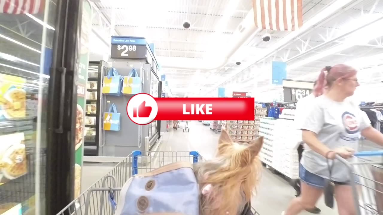 Shopper tells 12 year old Yorkie she's beautiful