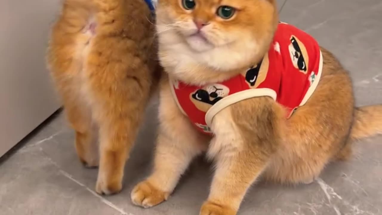 🎥😱 "Guigui: Stop Filming, Save Me! 😂 | Hilarious Unexpected Moment"