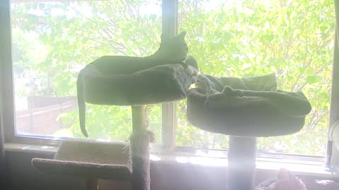 Watching birds