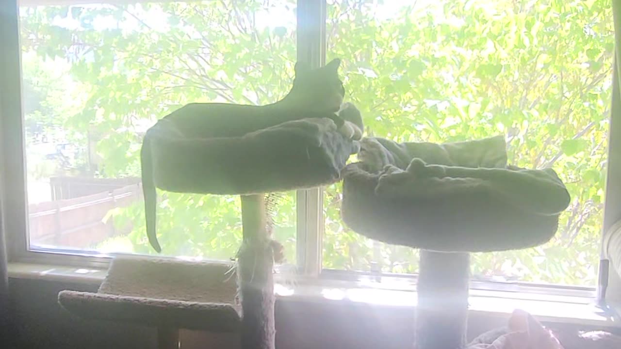 Watching birds