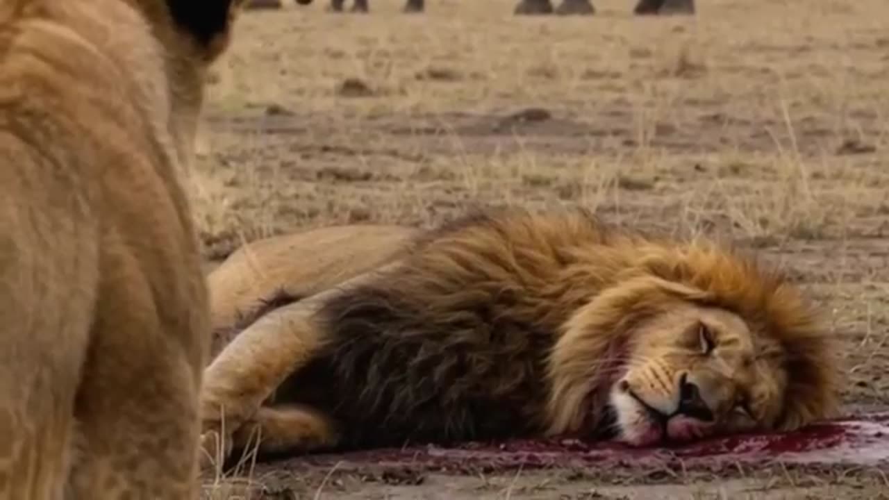 🦁❌👶🐘 The End of the Lion That Hunted the Baby Elephant