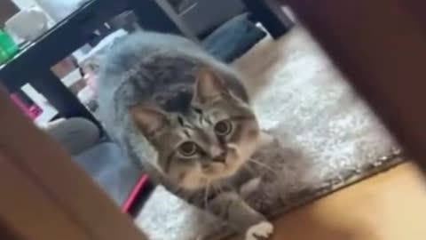 Cat core