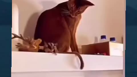 Wow he can fly