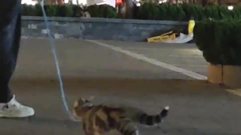 Funny cat