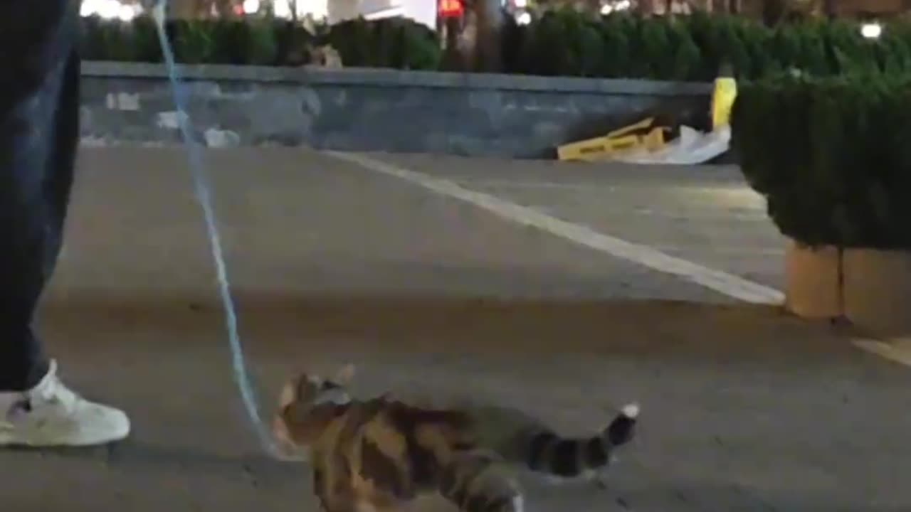 Funny cat