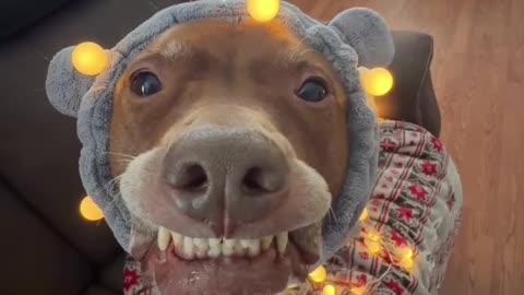 I want a hippopotamus 😛for Christmas