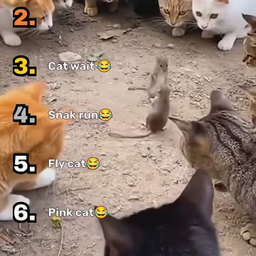 The Funniest Cat Videos 😺🤣🤣🤣