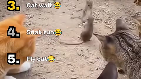 The Funniest Cat Videos 😺🤣🤣🤣