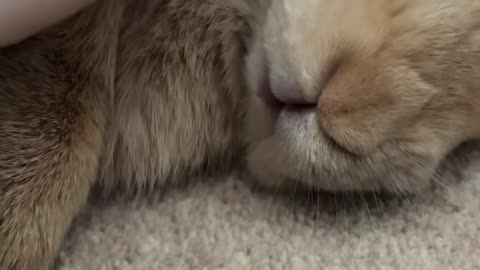 Bunny Gives the Cutest Side-Eye Ever 👀
