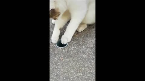 Funny animals - Funny cats / dogs - Funny animal videos