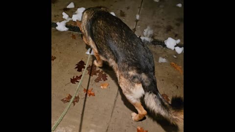 Virgil german shepherd.