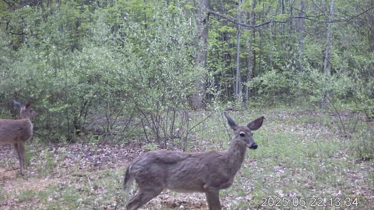 all the wild animals in michigan woods